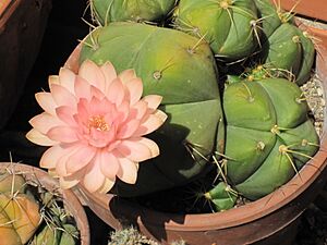 Archivo:Gymnocalycium horstii 111