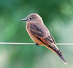 Archivo:Hirundinea ferruginea -Piraju, Sao Paulo, Brasil-8