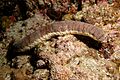 Holothuria edulis1