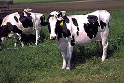 Archivo:Holstein cows large