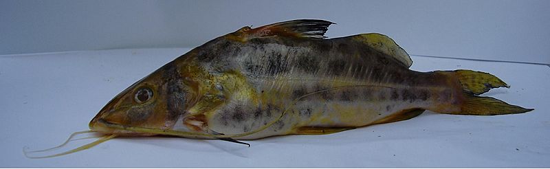 I labrosus