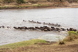 Archivo:Impressions of Great Migration (28)