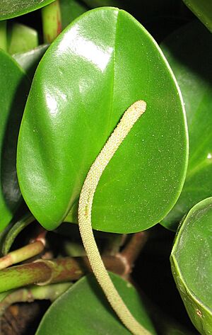 Archivo:Inflorescence Peperomia obtusifolia