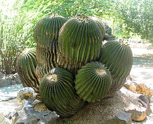 Archivo:La Gran Biznaga (Echinocactus platyacanthus) del Jardín Etnobotánico de Oaxaca