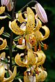 Lilium × dalhansonii 'Mrs R. O. Backhouse'
