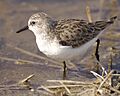 Little Stint (Calidris minuta) 2