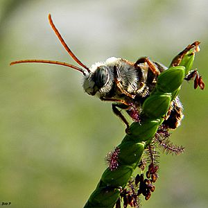 Archivo:Long-horned bee (Melissodes sp.) on Bahia Grass (7595843100)