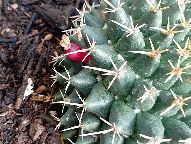 Mammillaria magnimamma, chilito (fruto)
