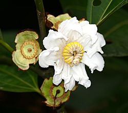 Melastomataceae (Bellucia grossularioides) (25216299757).jpg