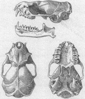 Archivo:Mormopterus minutus Miller 1899
