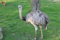 Nandu Rhea Americana