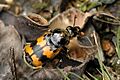 Nicrophorus.vespillo