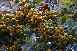 Archivo:Pakwäj