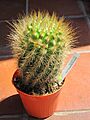 Parodia penicillata