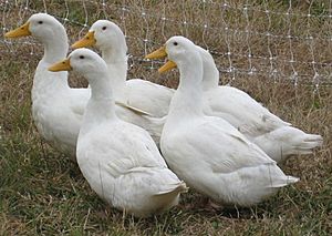 Archivo:Pekin Ducks cropped