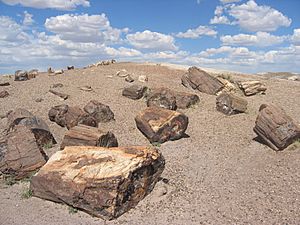 Archivo:Petrified Forest National Park Wood