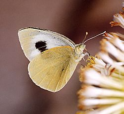 Pieris.cheiranthi.01.(Zorn).jpg