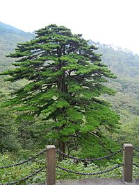 Archivo:Pinus hwangshanensis, Huangshan 4
