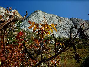 Archivo:Pistacia terebinthus1100774