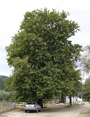 Archivo:Platanus orientalis tree, Thasos