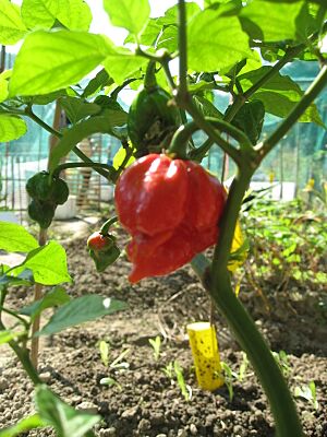 Archivo:Pots of Trinidad Scorpion