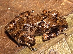 Pristimantis minutulus02.jpg