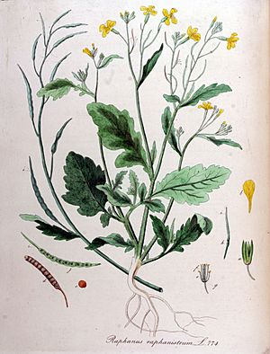 Archivo:Raphanus raphanistrum — Flora Batava — Volume v10