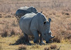 Rinocerontes blancos (Ceratotherium simum), Santuario de Rinocerontes Khama, Botsuana, 2018-08-02, DD 05.jpg