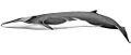 Rorcual común (Balaenoptera physalus)