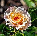 Rosa 'Diana', Bad Wörishofen, Alemania, 2019-06-20, DD 15