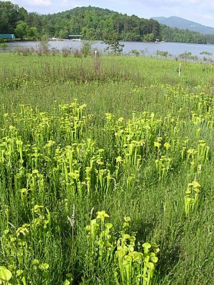 Archivo:Sarracenia oreophila habitat