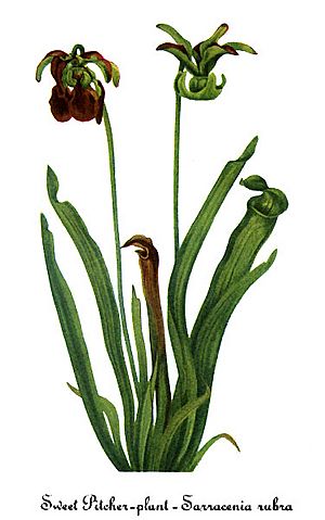 Archivo:Sarracenia rubra, by Mary Vaux Walcott