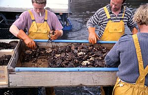 Archivo:Sorting Crabs Fionnphort