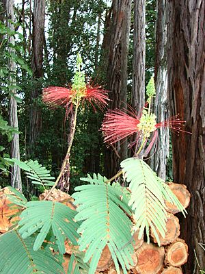 Archivo:Starr 061212-2311 Calliandra houstoniana var. calothyrsus