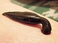 Sucking leech