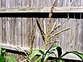SweetcornFlower