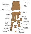 Therizinosaurus IGM 100 45 diagram