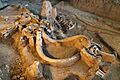 Waco mammoth site QRT