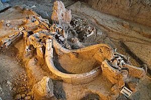Archivo:Waco mammoth site QRT