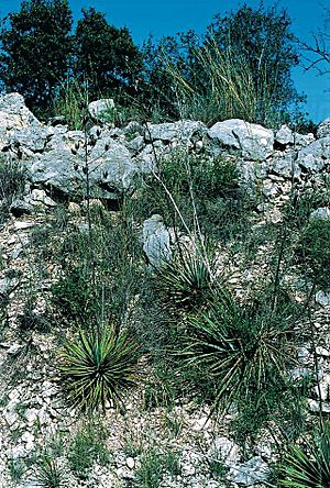 Archivo:Yucca reverchonii fh 1179.99 TX B