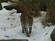 Archivo:ZOO Olomouc07 Panthera pardus orientalis