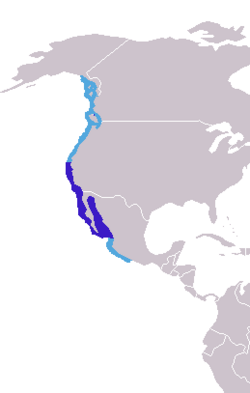 Distribución del león marino de California (en azul oscuro colonias de cría, la distribución total en celeste). En rojo la distribución del león marino de Galápagos.