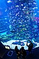 17. Dezember 2017 Eröffung des Aquariums Poema del Mar. 19
