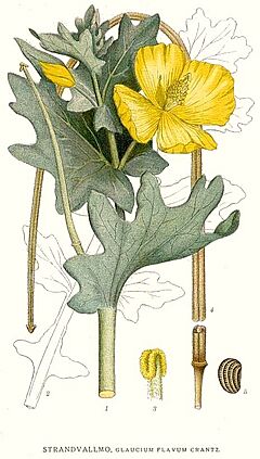 Archivo:185 Glaucium flavum