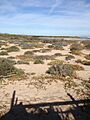 2017 enero 12 Parte de la isla Tiburón tiene un paisaje árido