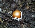 Amanita caesarea