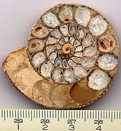 Archivo:Ammonite section