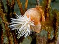 Amphianthus sp. (Colonial anemone)