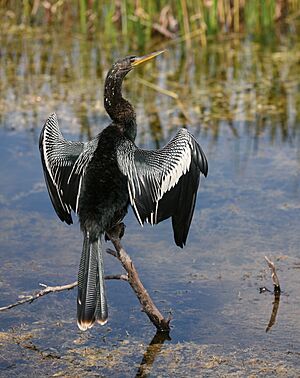 Archivo:Anhinga crop