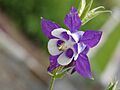 Aquilegia 'Blue Butterflies' Flower 2671px